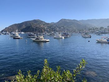 Sailboats moored in harbor