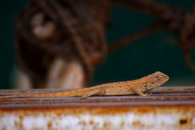 Close-up of lizard