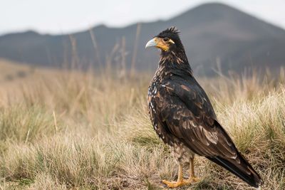 Close-up of bird perching on a landscape