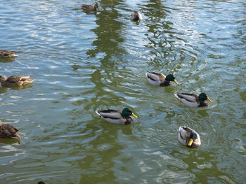 High angle view of mallard ducks swimming in lake