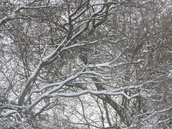 Low angle view of bare trees in winter