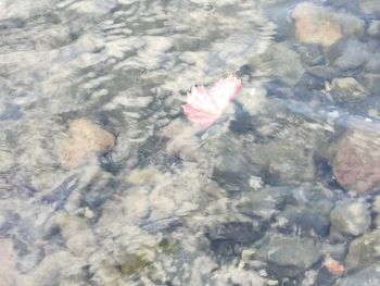 High angle view of flower floating on water