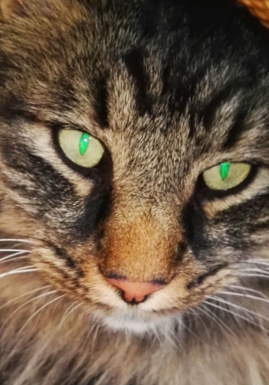 CLOSE-UP OF CAT ON FLOOR