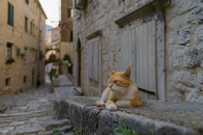 Cat sitting on a building