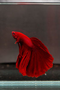 Close-up of red fish swimming in sea