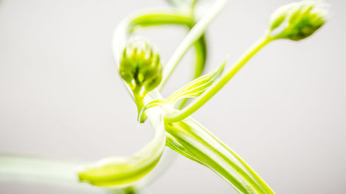 Close-up of flower over white background