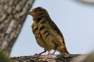 Low angle view of bird perching on rock