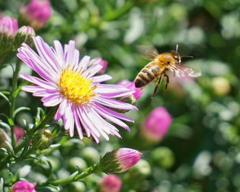 Close-up of bee pollinating on pink flower