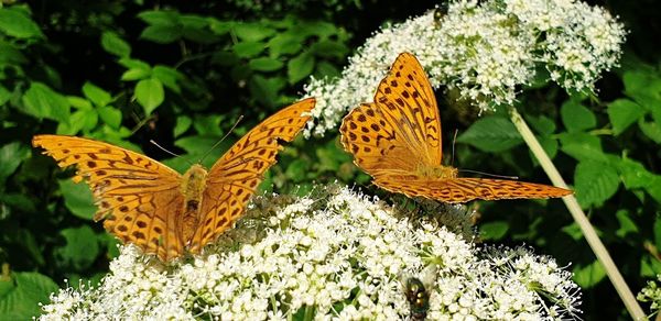 Butterfly on flower