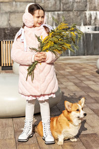 A toddler girl in a coat and fur headphones with a corgi dog in the park. holds a bouquet of mimosa
