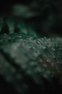 Close-up of blurred background