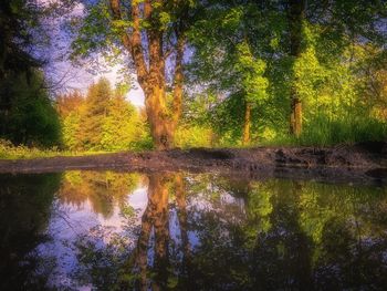 Scenic view of lake in forest