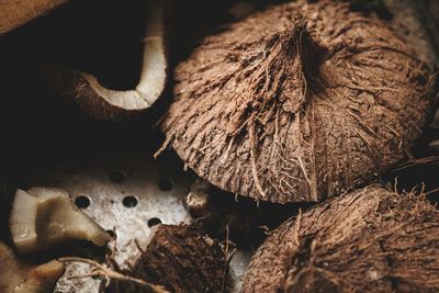 Close-up of dried wood on log in forest