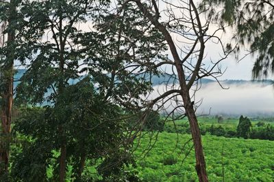 Trees in forest against sky