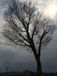 Bare trees against sky