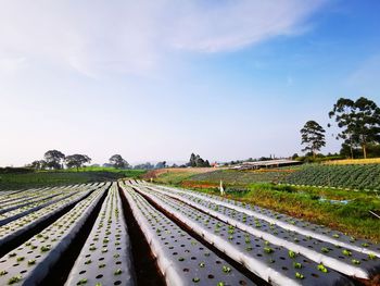 View of railroad tracks on field against sky