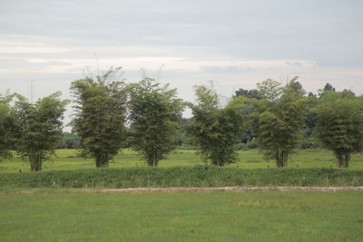 View of trees on field against sky