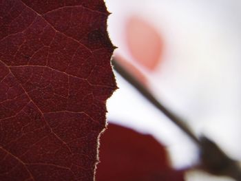 Close-up of leaf