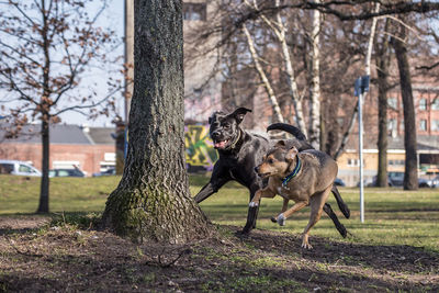 Dog on tree trunk