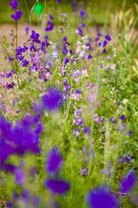 Close-up of purple flowers