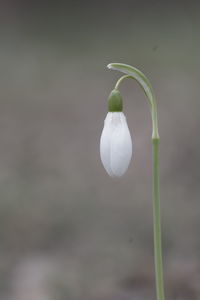 Close-up of white flower buds