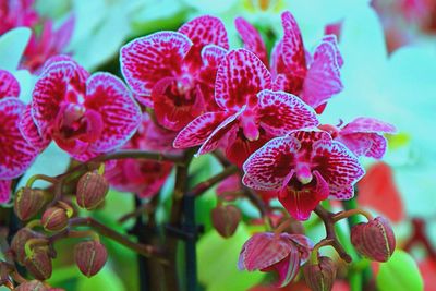 Close-up of pink orchids