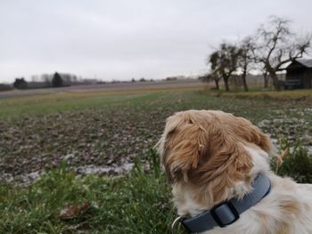 Dog looking away on field