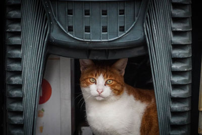 Portrait of cat on metal grate
