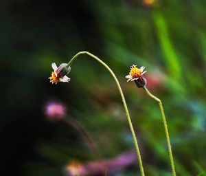 Close-up of bee on flower blooming outdoors