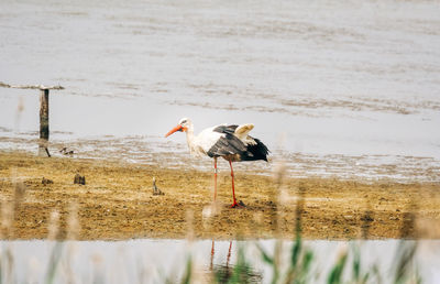 Birds perching on wooden post in lake