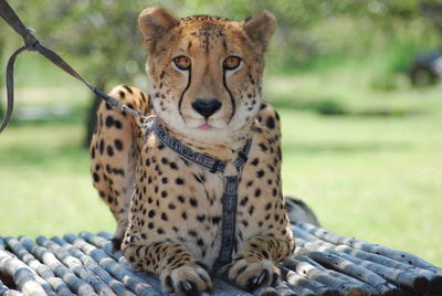 Portrait of cheetah sitting on bamboos at kruger national park