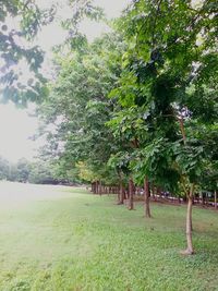 Trees on field against sky