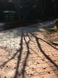 Shadow of tree