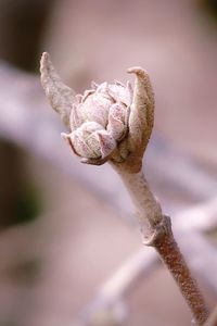 Close-up of wilted rose