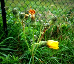 Close-up of butterfly on cactus