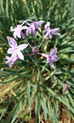 Close-up of purple flowers