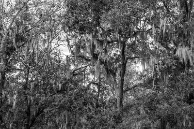 Full frame shot of trees in forest