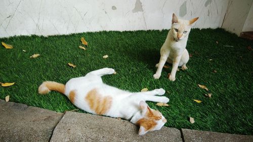 High angle view of cats on grass