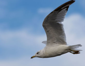 Flying sea gull