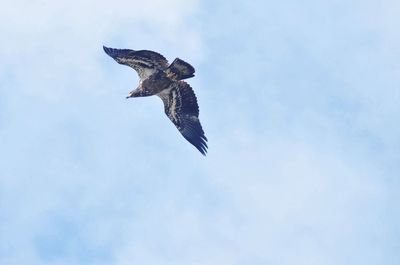 Low angle view of eagle flying in sky