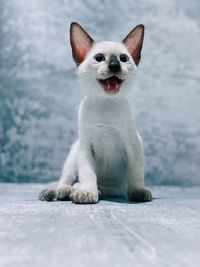 Portrait of white dog sitting outdoors