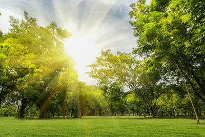 Sunlight streaming through trees on field