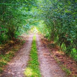 Narrow pathway along trees