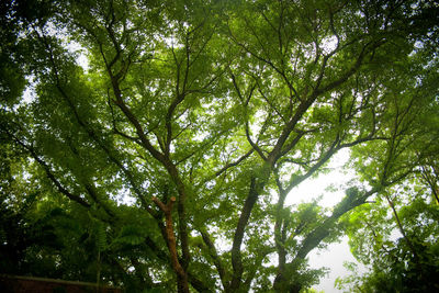 Low angle view of trees in forest