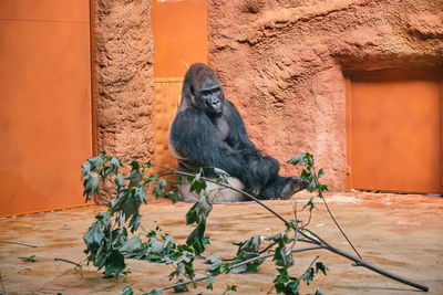 Close-up of monkey on wooden wall