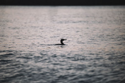 Swan on sea shore against sky during sunset