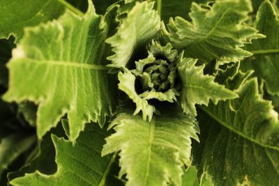 Full frame shot of green leaves