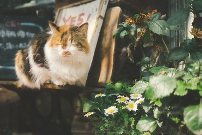 Close-up of cat on plant