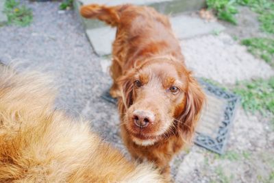 High angle view of dog standing on footpath