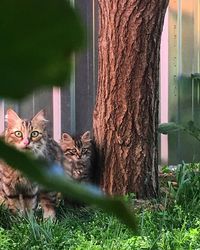 Portrait of a cat on tree trunk